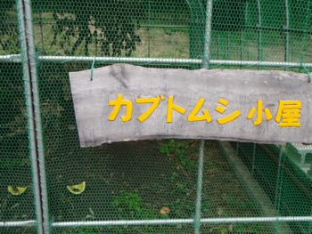 120805 nishitani-kabutogoya.jpg