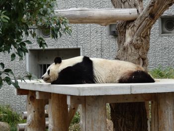 130320 zoo2-panda.jpg