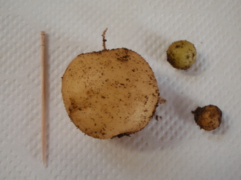 2-4 potato.jpg